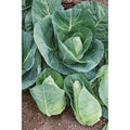 Cabbage Seeds 200+ Count - Early Jersey Wakefield Heirloom NON-GMO Fresh Seeds