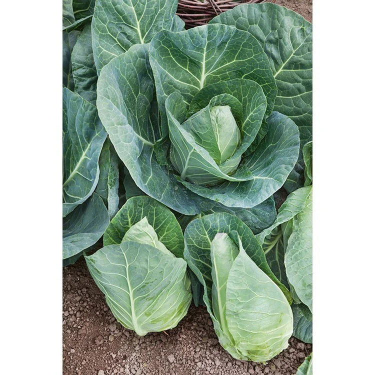 Cabbage Seeds 200+ Count - Early Jersey Wakefield Heirloom NON-GMO Fresh Seeds