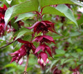Himalayan Honeysuckle Bush Seeds - 201 Hardy Perennial Seeds - Maries Green Garden - Easy Planting