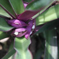 Oyster Plant 5 Rooted Plants Moses in the Cradle Purple Green Tradescantia spathacea