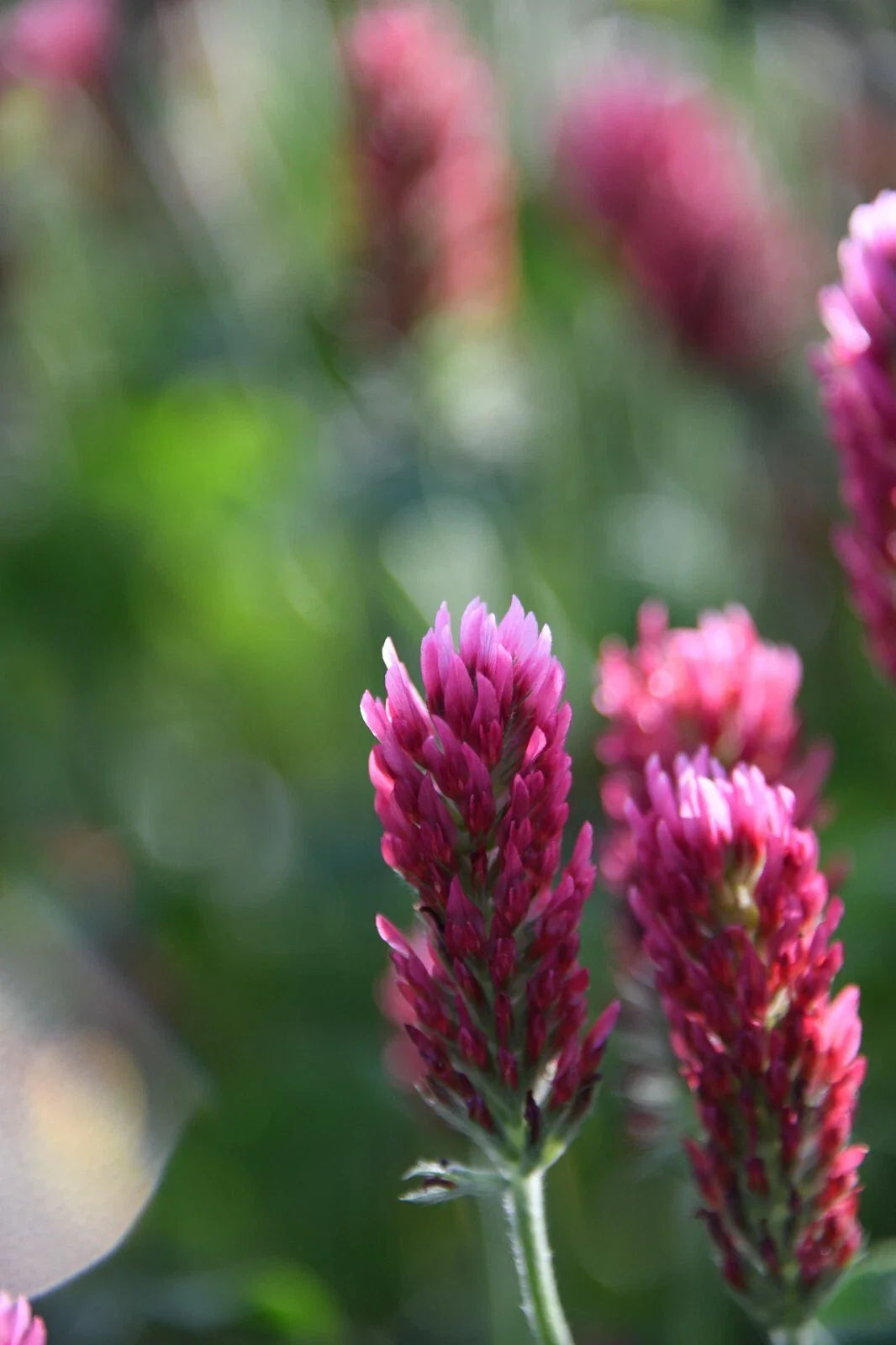 Crimson Clover Cover Crop Seeds - Non-GMO Heirloom Inoculated - Planting Seeds for Soil Health and Erosion Control