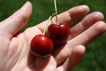 Stella Cherry Seeds - 10+ Pack for Garden Planting - Prunus avium - USA Fast Shipping