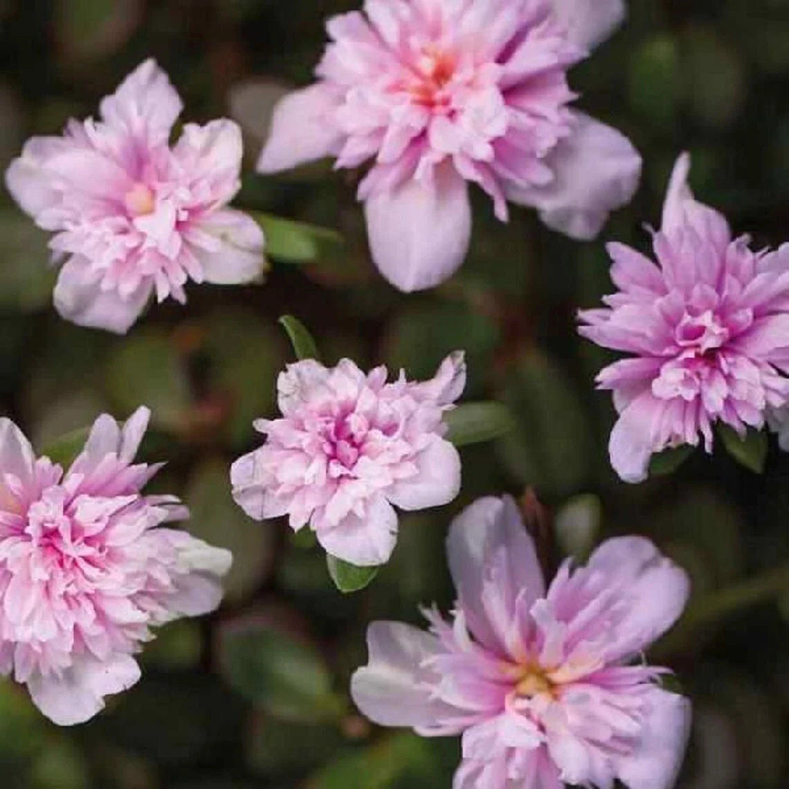 Portulaca Seaglass Double Pink Moss Rose Live Plants - Well-Rooted Plug, Hardy Succulent for Gardens & Containers