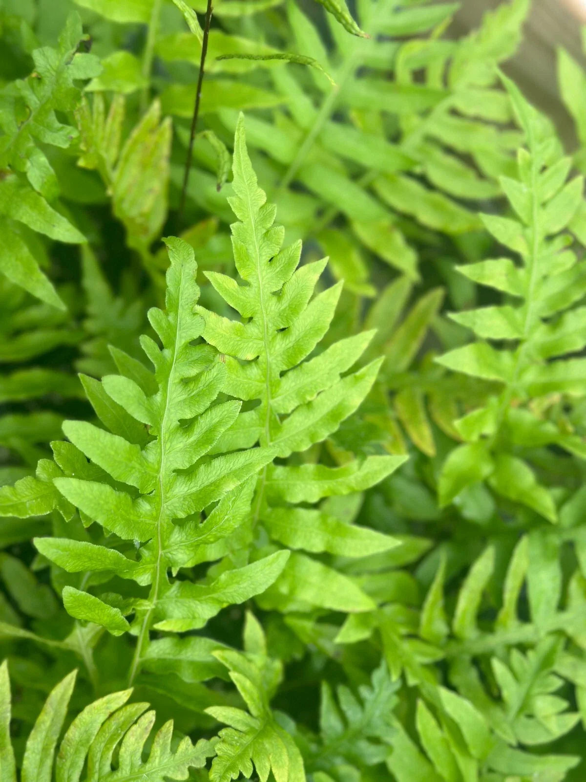 Leatherwood Fern Bare-root | Hardy Fern Variety | Chamaedorea elegans