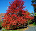 Blackgum Tree Live Plant 12-24 Inches Bare Root Nyssa sylvatica