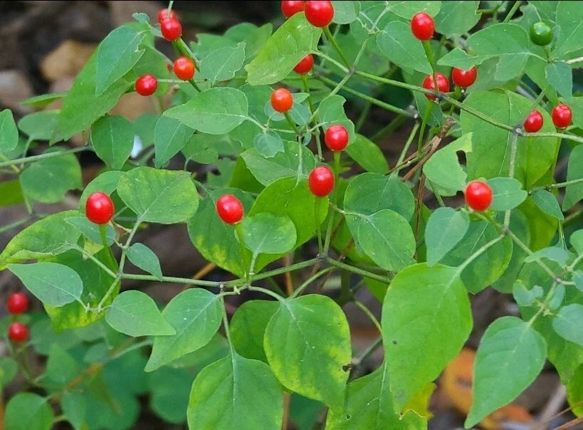 Tepin Pepper Seeds - 30+ Seeds - Capsicum annuum var. glabriusculum - Pequin, Birds Eye Variety