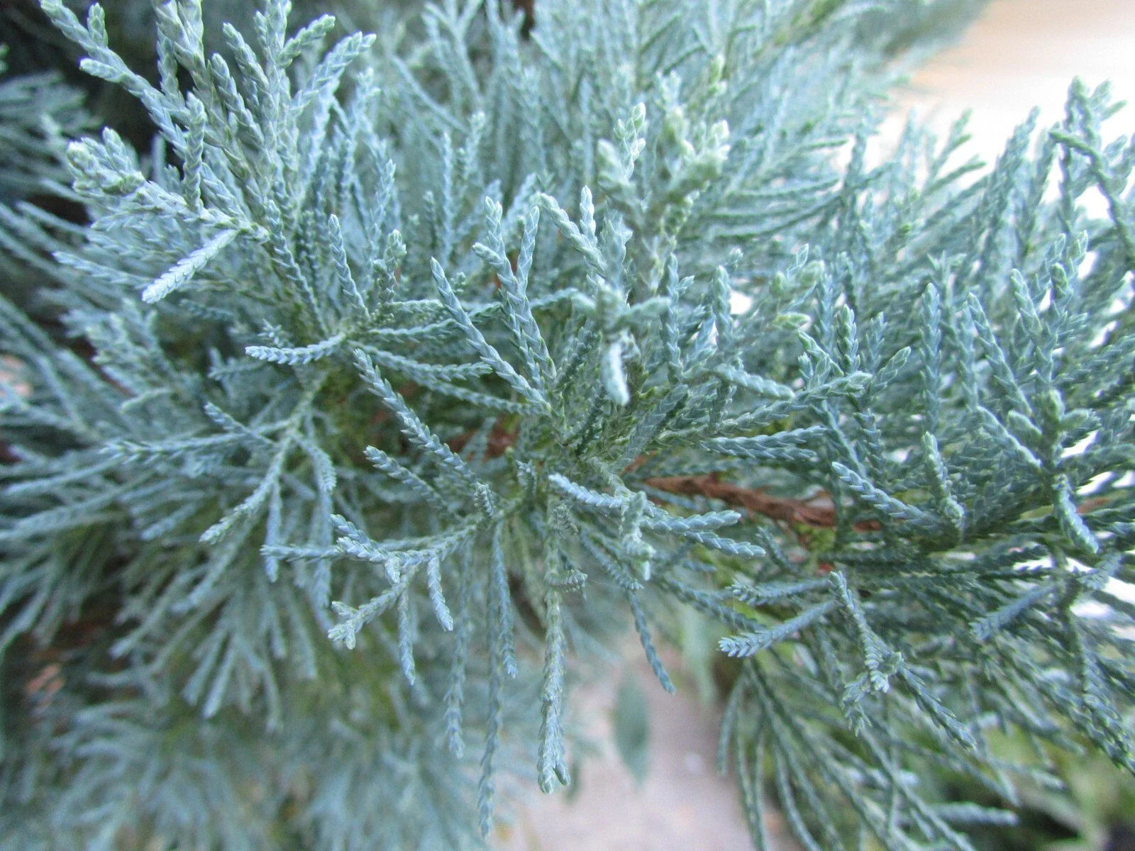 Fresh Cuttings Grey Owl Spreading Juniper Evergreen for Rooting + Instructions - Juniperus horizontalis 'Grey Owl'