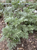 Organic Wormwood Live Plant 4-8 Inches Artemisia Absinthium Deer Resistant Low Maintenance Garden Herb
