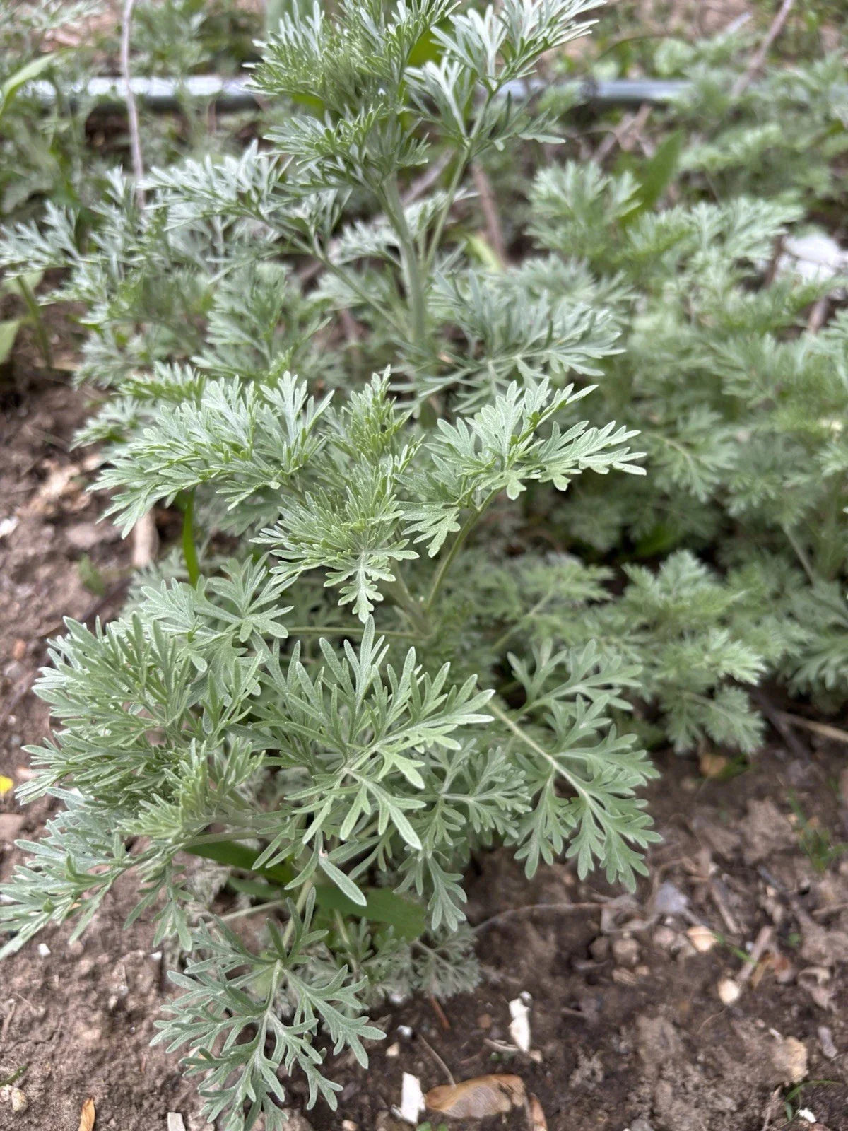 Organic Wormwood Live Plant 4-8 Inches Artemisia Absinthium Deer Resistant Low Maintenance Garden Herb