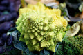 Romanesco Broccoli Seeds - 1000 Non-GMO Heirloom Seeds | Brassica Oleracea | USA Seller, Free Shipping