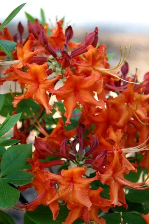 Red Pepper Azalea Starter Plant - Aromi Rhododendron Deciduous - May Be Dormant - Ideal for Gardens