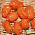Habanero Orange Hot Pepper Seeds - 25+ Pack for Garden Planting - Capsicum chinense - USA
