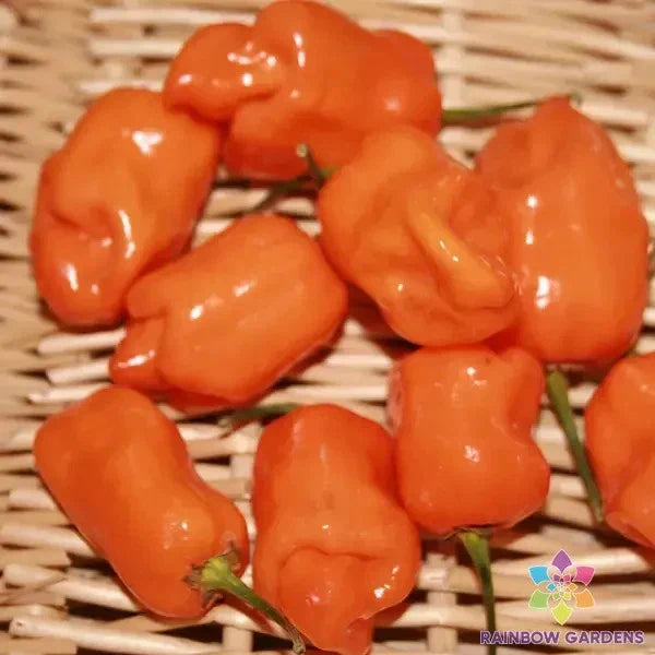 Habanero Orange Hot Pepper Seeds - 25+ Pack for Garden Planting - Capsicum chinense - USA