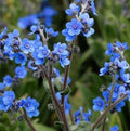 Forget Me Not Flower Seeds - 200+ Chinese Annual/Biennial Blue Wildflower Garden Seeds - Myosotis spp.
