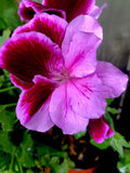 Geranium Live Plant 12” Tall Light Purple Pink Maroon Pelargonium spp.