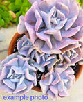 Echeveria Cubic Frost Succulent 2.75-Inch Multi-Head Live Plant - Rare Crassulaceae with Lilac to Pink Leaves, Echeveria 'Cubic Frost'
