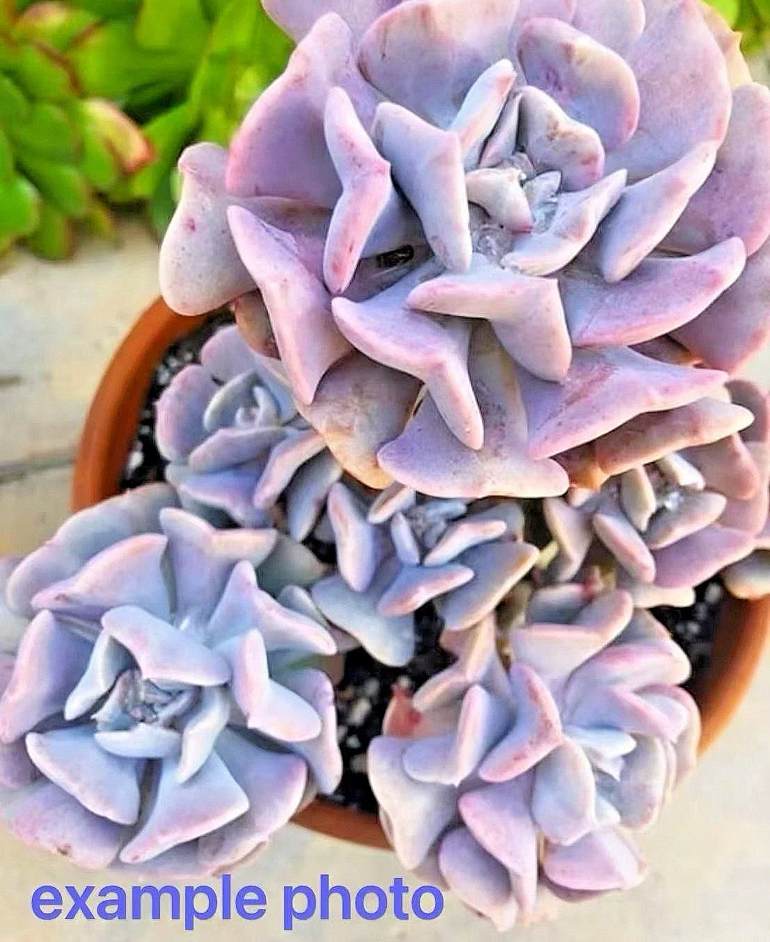 Echeveria Cubic Frost Succulent 2.75-Inch Multi-Head Live Plant - Rare Crassulaceae with Lilac to Pink Leaves, Echeveria 'Cubic Frost'