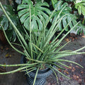 Snake Plant Cylindrica - Rooted Live Starter Plant - Sansevieria - African Spear - Indoor Houseplant