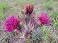 Purple & Yellow Thistle 25 Seeds | Cirsium horridulum | Florida Native Wildflower