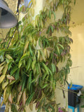 Hoya Wayetii Fresh Cutting 3+ Nodes Pretty Flowering Tropical Plant