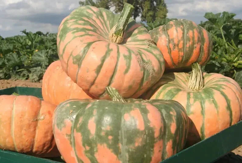 Organic Hound Pumpkin Seeds - 10 Speckled Seeds - Cucurbita pepo - USA Grown, Free Shipping