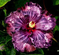 Dark Purple Pink Hibiscus Seeds - 20 Perennial Flower Seeds - Hibiscus rosa-sinensis