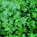 Giant of Italy Parsley Seeds - 300+ Non-GMO Herb Garden Seeds - Petroselinum crispum