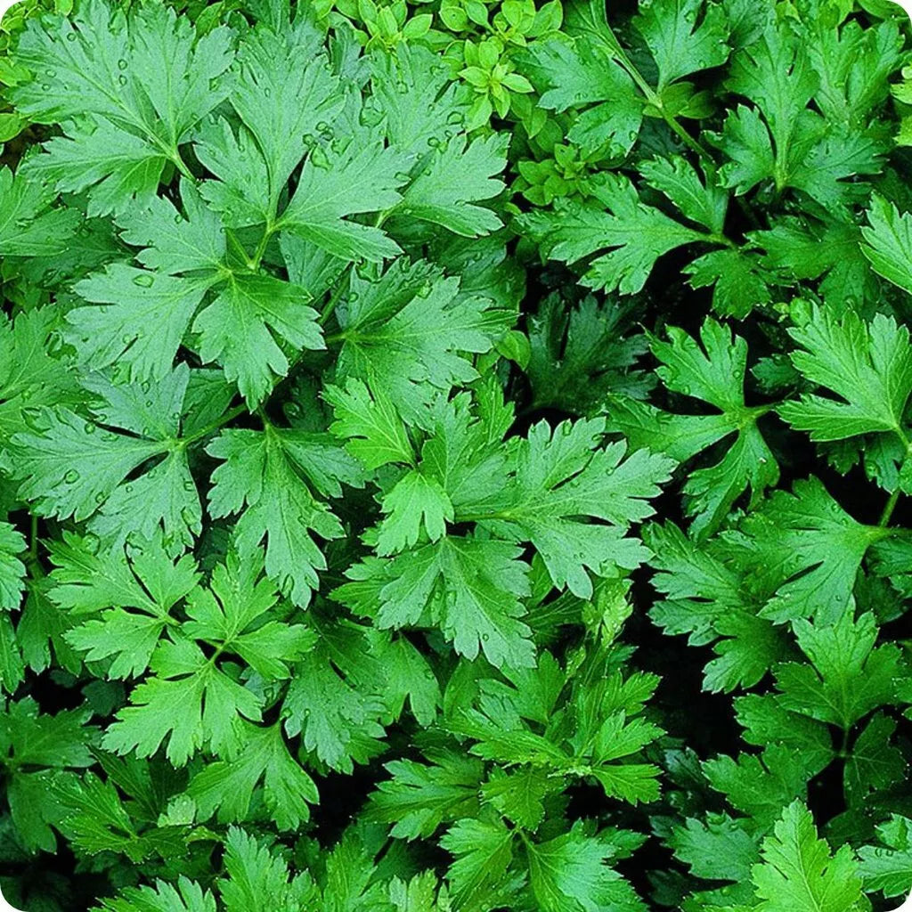 Giant of Italy Parsley Seeds - 300+ Non-GMO Herb Garden Seeds - Petroselinum crispum