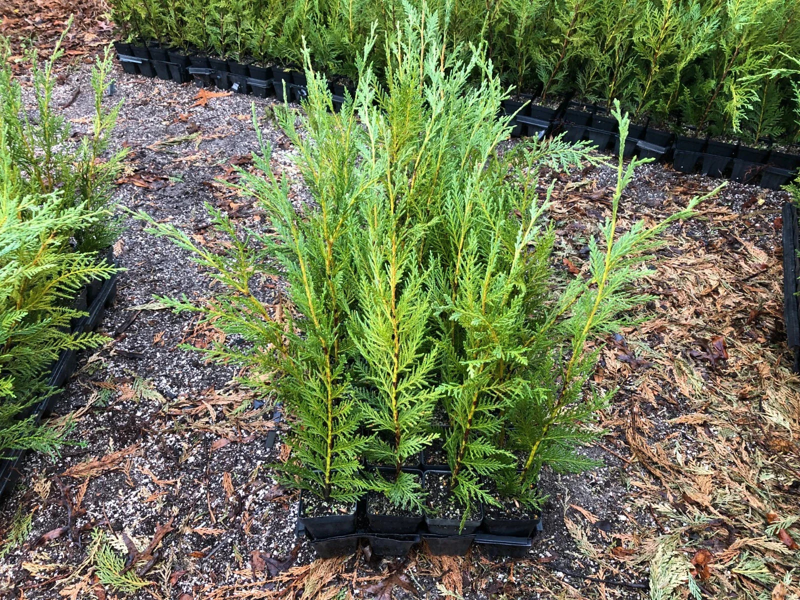 Leyland Cypress Trees 12"-18" Box of 25 in Pots - Cupressocyparis leylandii - Fast-Growing Evergreen Privacy Screen