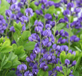 Wild Indigo Seeds - 50 Non-GMO Perennial Butterfly Host Plant - Baptisia australis - Blue Flowers