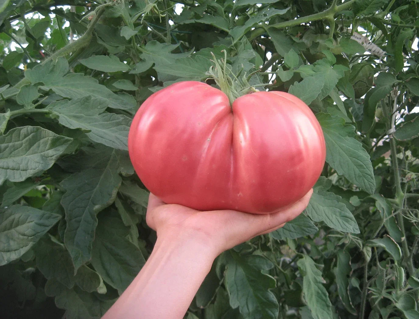 German Giant Tomato Seeds - 120+ Non-GMO Heirloom Organic Seeds - Fresh, Huge Variety - Solanum lycopersicum