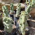 Totem Pole Cactus 6" Pachycereus schottii monstrosus Succulent Real Plant
