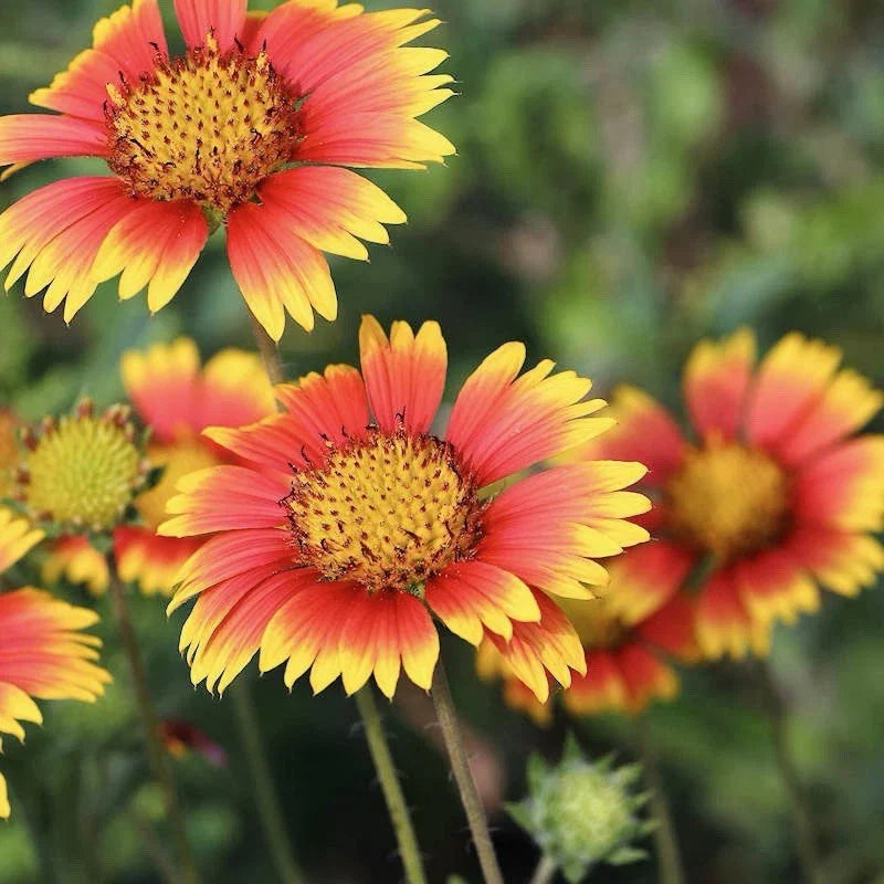 Indian Blanket Seeds - 200 Pack - Gaillardia pulchella - Native Wildflower Seeds - USA Seller