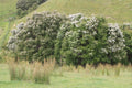 White Kanuka Tea Tree Seeds - 100+ Seeds - Kunzea ericoides - Free Shipping