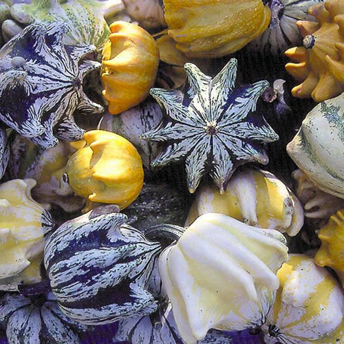 Ten Commandments Gourd Seeds | 12+ Fresh Seeds | Unique Decorative Variety | Cucurbita pepo