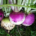 Purple Top White Globe Turnip Seeds, 1 LB, Non-GMO, Brassica rapa var. rapa, Heirloom Vegetable Seeds