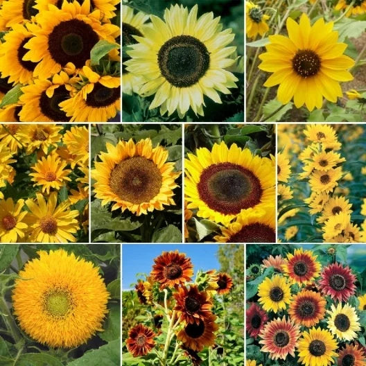 Sunflower Mix - 7 Species Variety - Bright Yellow Blooms - Helianthus spp. - Perfect for Gardens & Floral Arrangements