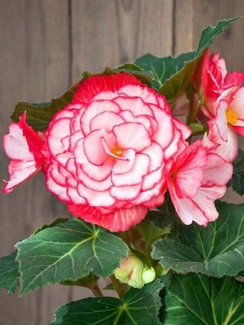Begonia Seeds, 100 Count, Glory Hot Tip Rose, Begonia x tuberhybrida