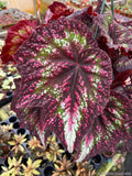 Harmony's Comet Begonia Seeds - 25+ Pack - Begonia 'Harmony's Comet' - Perfect for Garden Planting - USA