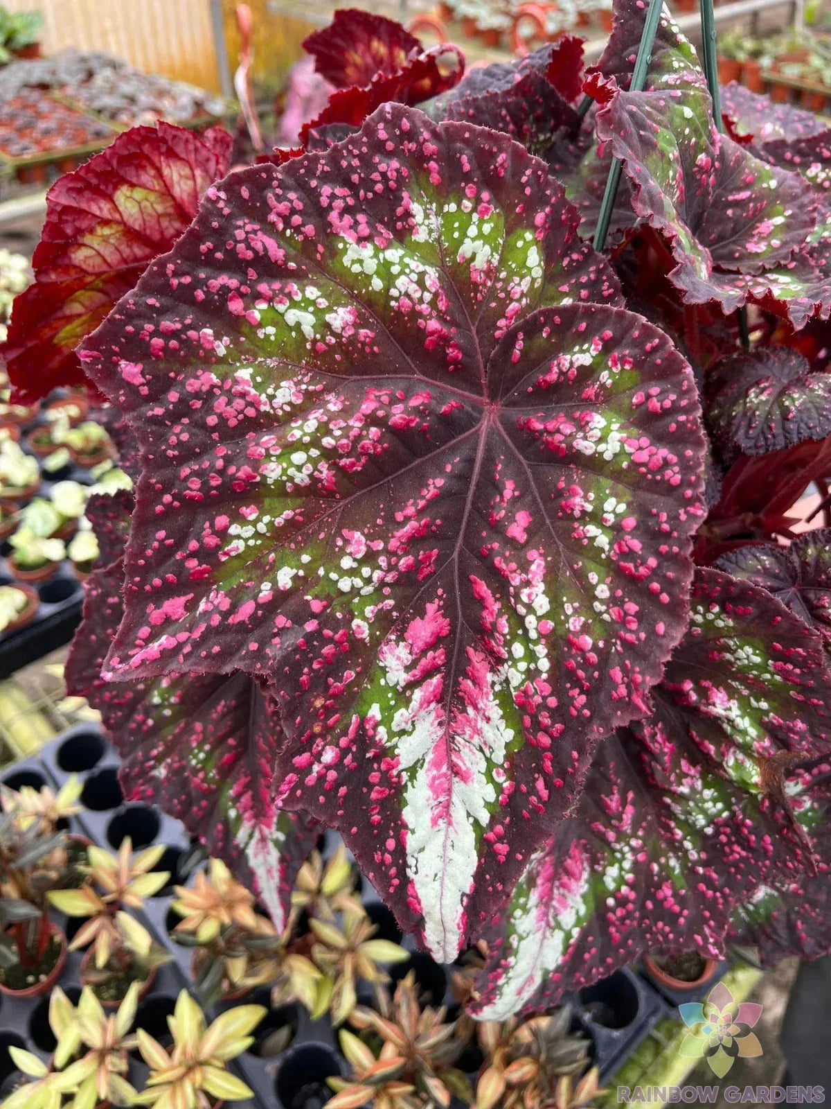 Harmony's Comet Begonia Seeds - 25+ Pack - Begonia 'Harmony's Comet' - Perfect for Garden Planting - USA