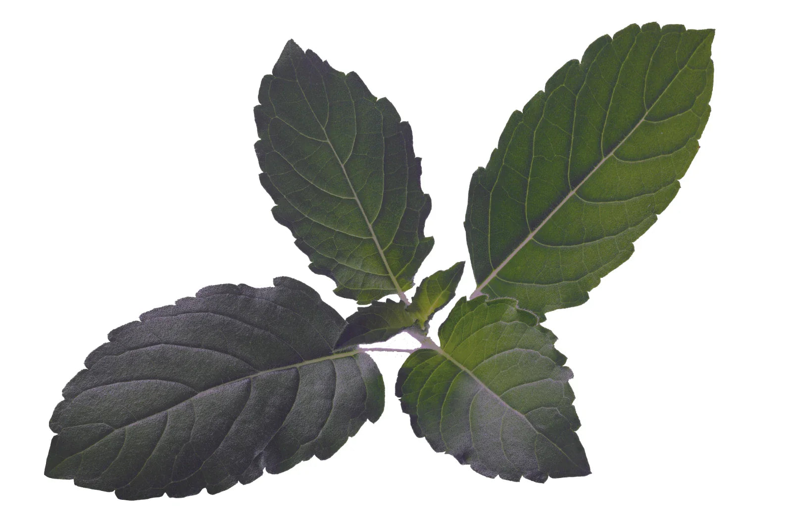 Organic Holy Basil Seeds - Tulsi - Medicinal Herb & Spice - 500+ Seeds (Ocimum sanctum)