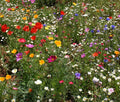 Wildflower Mix Seeds - 1 Oz Cascade Kaleidoscope Blend - Colorful Garden Variety for Pollinators