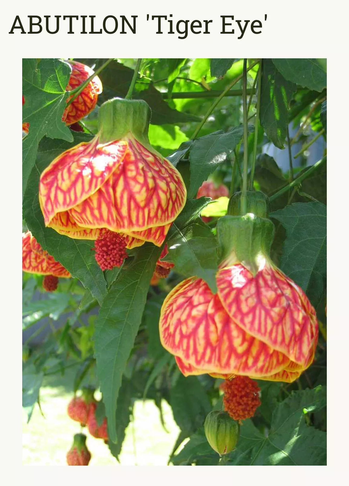 Tiger Eye Abutilon Flowering Maple Small Rooted Starter Plant - Abutilon hybridum