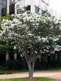 Live Crepe Myrtle Trees 6" Starter Plants Snow White Flowers Lagerstroemia Indica Fast Growing Shrubs