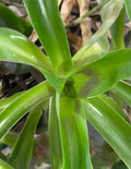 Basket Plant Cuttings 5 Pack - Callisia fragrans - 4”-6” Indoor Houseplant