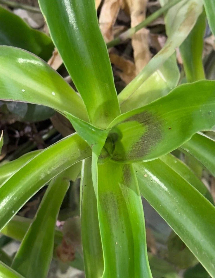 Basket Plant Cuttings 5 Pack - Callisia fragrans - 4”-6” Indoor Houseplant