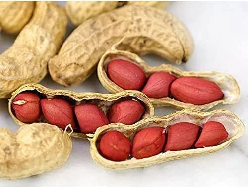 Tennessee Red Peanut Seeds - 20 Seeds Packet (10 Shells) - Non-GMO Variety, Arachis hypogaea