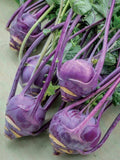 Purple Vienna Kohlrabi Seeds - 200+ Non-GMO Heirloom Fresh Garden Seeds - Brassica oleracea