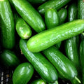 Eureka Cucumber Seeds for Planting, 50 Seeds, Organic, Cucumis sativus, Heirloom Variety, Garden Vegetable Seeds