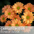 Guava Frost Mum Seeds - 200+ Chrysanthemum Seeds - Annual Flower Seeds - Colorful Garden Blooms